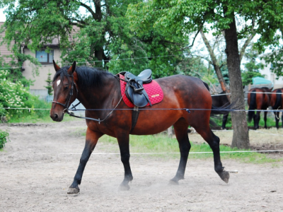 cheval%20travail